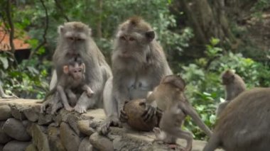 Group of macaques with babies resting in a park playing with coconut