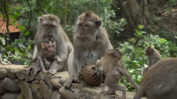Grupo Macacos Con Bebés Descansando Parque Jugando Con Coco — Vídeos de Stock