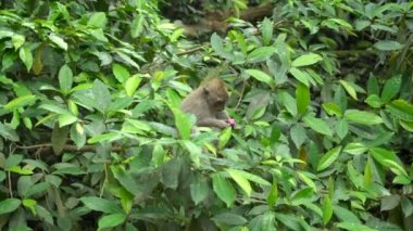 Genç bir makak parkta dinleniyor ve besleniyor.