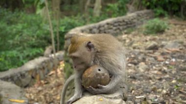 Young macaque resting in a park playing with coconut