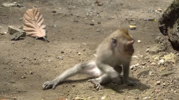 年轻的猕猴在公园休息 — 图库视频影像