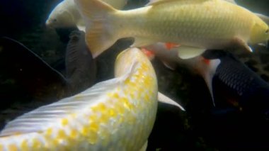 Renkli koi balığı gölde balık avlıyor.