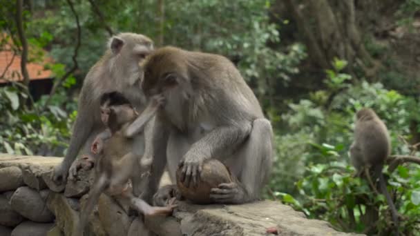 Group Macaques Babies Resting Park Playing Coconut — ストック動画
