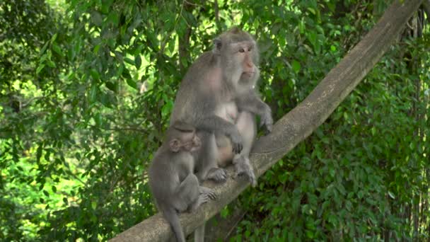 Matka Macaque Dítětem Odpočívá Parku — Stock video
