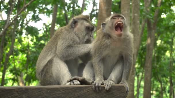 Een Paar Makaken Rusten Verzorgen Het Park Een Bankje — Stockvideo