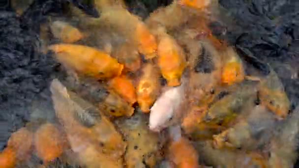 农场池塘里有很多五彩斑斓的鱼 — 图库视频影像
