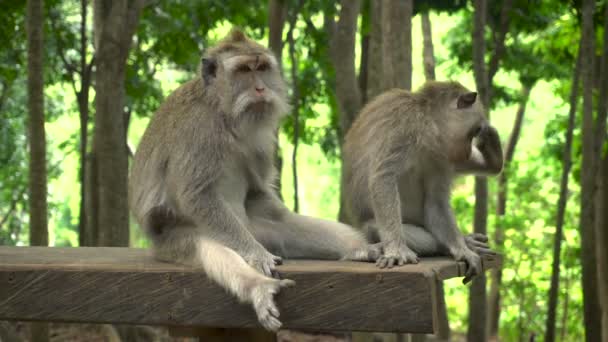 Ein Makakenpaar Ruht Und Pflegt Park Auf Einer Bank — Stockvideo