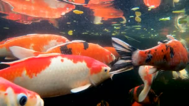 Peixes Carpa Koi Coloridos Uma Lagoa — Vídeo de Stock