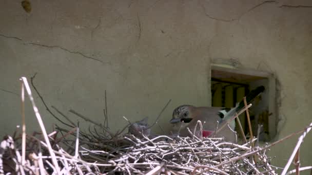 Blue Jay Family Feeding Chicks Nest Sunny Spring Day — Stockvideo