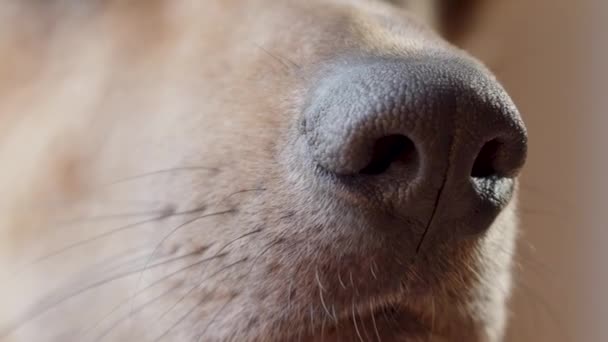 Closeup Muzzle Dog Waiting Treat — Stock Video