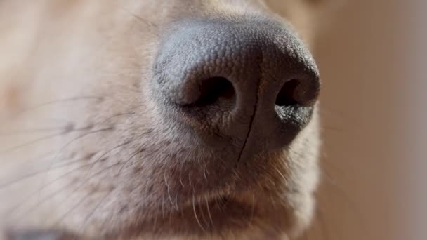 Closeup Muzzle Dog Waiting Treat — Stock Video