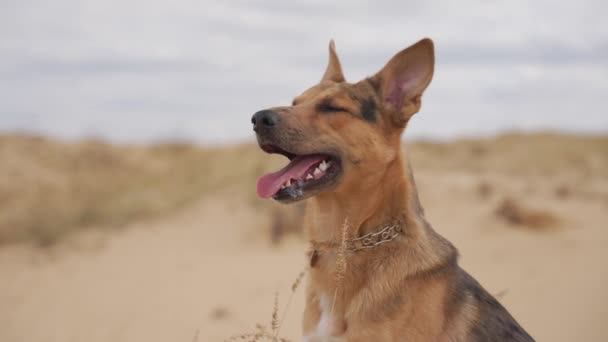 Herrelös Hund Sanddyn Öknen Solig Dag — Stockvideo