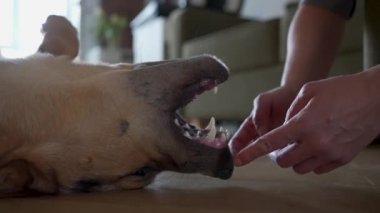 Satisfied dog is lying on his back on the floor being happy to play with the hostess