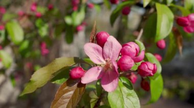 Branch of apple tree with purple flowers in bloom during spring