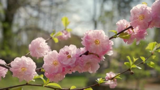 春天里阳光灿烂的日子里开着花的粉红李子 — 图库视频影像