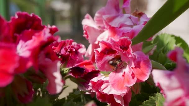 Червоні Квіти Квітучого Пеларгонію Запилюють Джмелем Саду — стокове відео