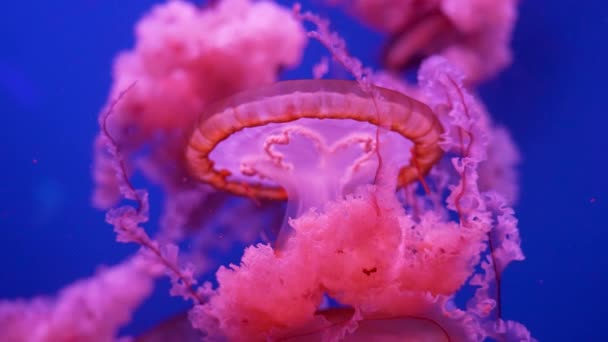 在水族馆里游泳的色彩艳丽的水母 — 图库视频影像
