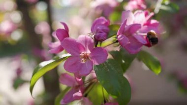 Bahar boyunca yaban arısı ile döllenmiş mor çiçekli elma ağacı dalı.