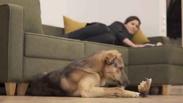 家の犬は床に骨を付け 所有者はソファの上で本を読みます — ストック動画