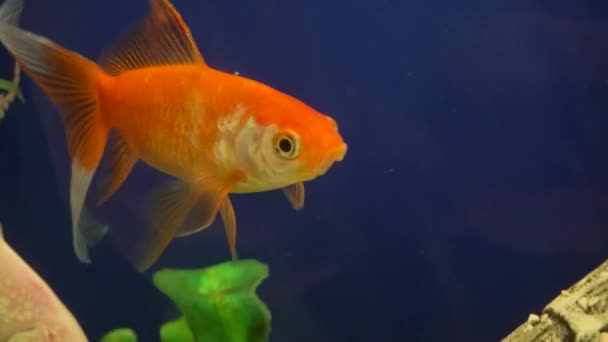 Оранжевые Золотые Рыбки Плавают Аквариуме — стоковое видео