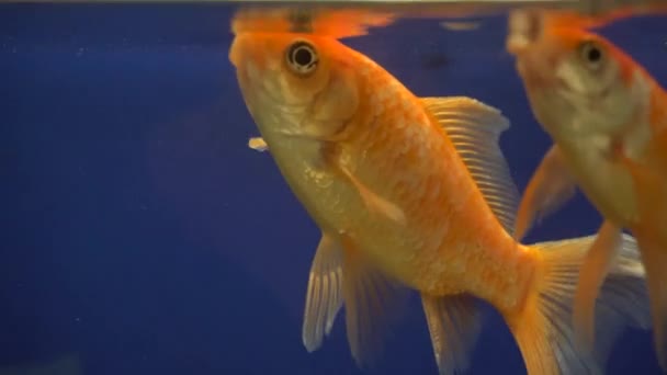 Oranje Goudvissen Zwemmen Het Aquarium — Stockvideo