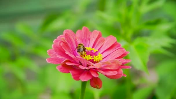 Honungsbin Samlar Nektar Och Pollen Trädgård Zinnia Blomma Solig Dag — Stockvideo