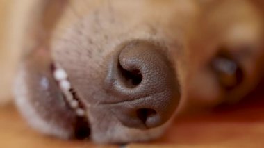 Köpeğin yakın namlusu, ıslak burnu ve ağzı açık, dili açık, güneşli bir günde yerde dinlenirken hızla nefes alıyor.