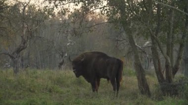 Sonbaharda ulusal bir parkın sonbahar ormanında Avrupa bizonu