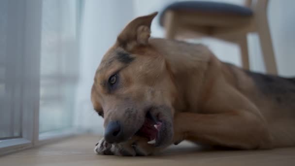 Молода Домашня Собака Гризе Кістку Балконі — стокове відео
