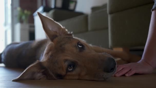 Zadowolony Pies Leży Plecach Podłodze Radością Bawi Się Gospodynią — Wideo stockowe