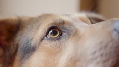 Köpeğin gözleri sabırla sahibine bakıyor.