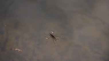 Su yüzeyinde yaygın gölet patencisi ya da yaygın su yürüyüşçüsü