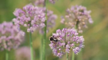 Bumblebees collecting nectar on blooming flowers on a sunny summer day