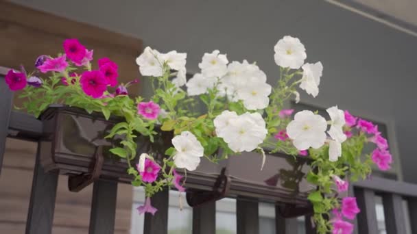 Buisson Pétunias Blancs Violets Dans Pot Sur Balcon Par Une — Video