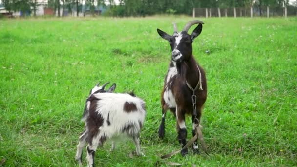Cabras Jóvenes Pastando Campo Día Soleado — Vídeos de Stock