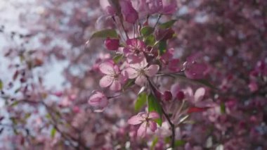 Pembe kiraz çiçekleri olan bir dal güneşli bir günde rüzgarda yavaşça sallanır.