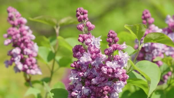 Mekar Bunga Lilac Taman — Stok Video