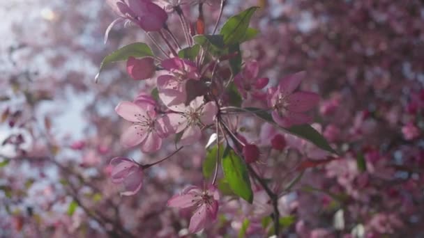 在阳光明媚的日子里 枝条绽放着粉色的樱花 在风中缓缓飘扬 — 图库视频影像