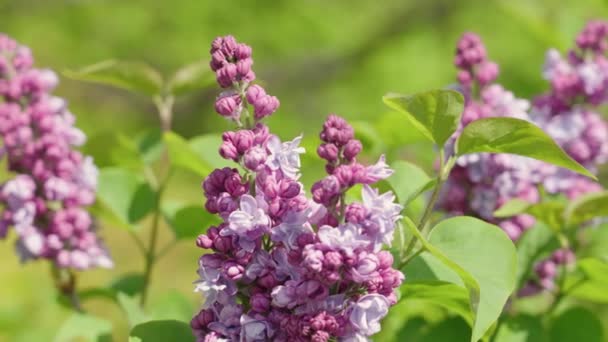 Blooming Lilac Flowers Garden — Stock Video