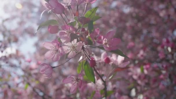 在阳光明媚的日子里 枝条绽放着粉色的樱花 在风中缓缓飘扬 — 图库视频影像