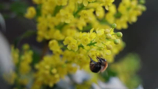 在阳光灿烂的日子里 蜜蜂正在给黄花授粉 — 图库视频影像