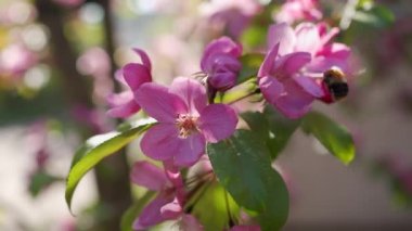 Bahar boyunca yaban arısı ile döllenmiş mor çiçekli elma ağacı dalı.