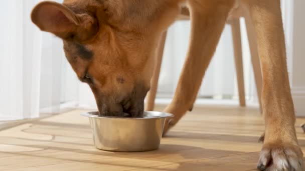 家庭で金属製のボウルからドライフードを食べる国内犬 — ストック動画