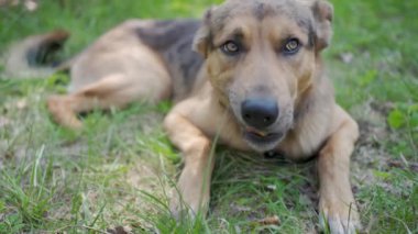 Güneşli bir günde bahçenin çimlerinde dinlenen genç bir evcil köpek.