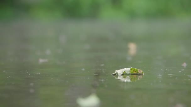 Letnie Krople Deszczu Spadające Podłogę Tarasu Dryfem Odbijającym Ogród — Wideo stockowe