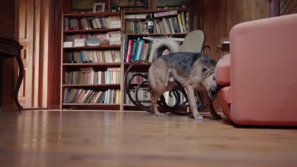 Вологий Собака Струшує Воду Висихає Дивана Кімнаті Після Прийняття Душу — стокове відео
