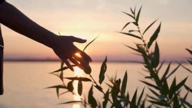 Bir yaz akşamı gün batımında deniz kenarında çimenlere dokunan bir kadın el.