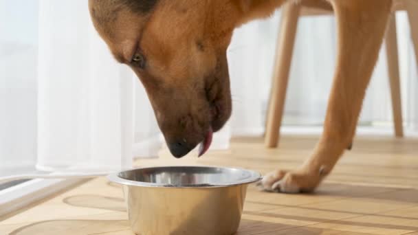Pies Domowy Jedzący Suche Jedzenie Metalowej Miski Domu — Wideo stockowe