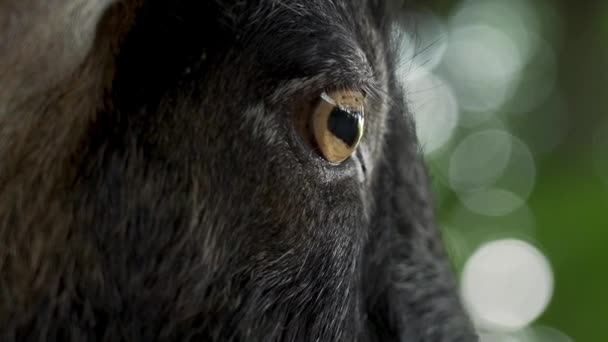 Μάτι Της Μαύρης Κατσίκας Βόσκουν Έξω Μια Ηλιόλουστη Μέρα — Αρχείο Βίντεο