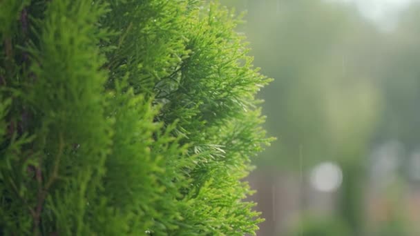 Zon Schijnt Door Groene Bladeren Tijdens Warme Zomerregen Motregen — Stockvideo